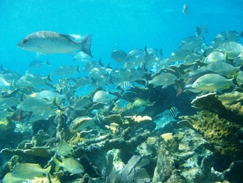 Población de peces