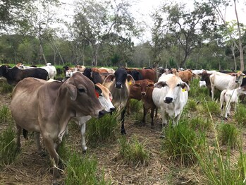 Vacas en un pasto.