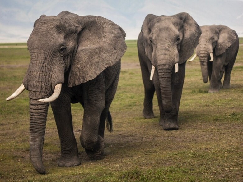 Three elephants walk one after the other through a green landscape. Copyright: GIZ / Matthew Spiteri