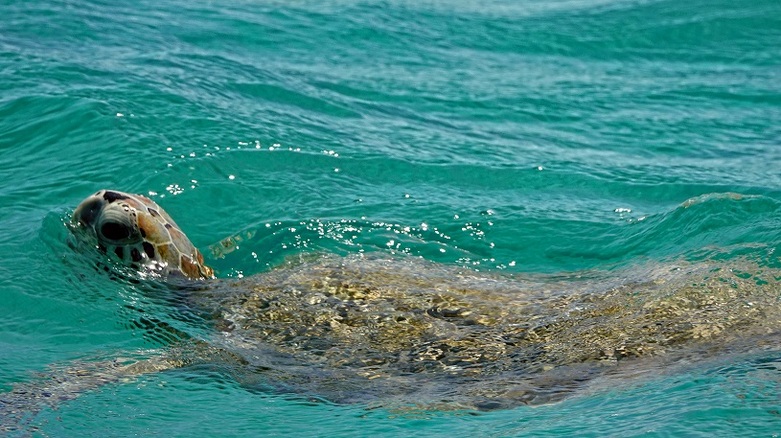 Turtle in the water 