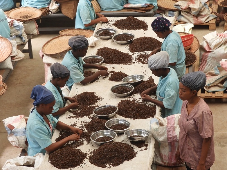 Women in a factory sorting cloves