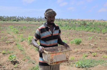 A farmer in a field carries a box of vegetables.