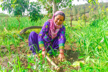 A woman working in a mustard field.