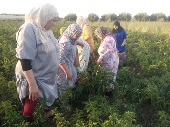 Femmes de la coopérative féminine Sanaad lors de la récolte des épices. © GIZ/Youness Kharchaf