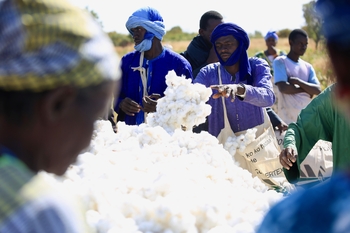 Ouvrier·ère·s récoltant du coton biologique dans la région de Tambacounda. Copyright GIZ/Hamet Diop