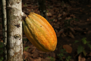 Cocoa pods grow directly on the tree trunk, here a pod grows in a cocoa plantation in the south-east of the country