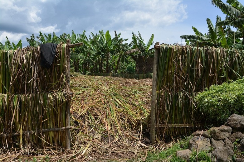 Plant waste in a locally organised composting facility. Copyright: Viktoria Juliet Ach