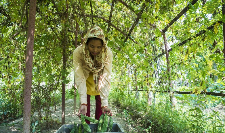 A woman takes bitter melons from a harvest crate.