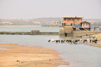Troupeau de bovins près d'une station de purification de l’eau à Niamey, Niger.