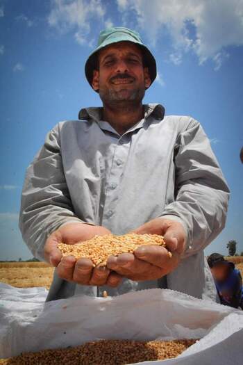 A farmer shows his wheat harvest.