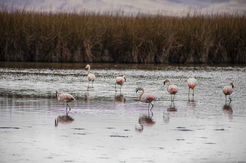 A flock of flamingos on Lake Junin, also called Chinchaycocha Photo: GIZ / Ángel Pasquel