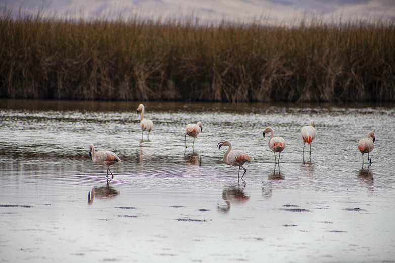 Una bandada de flamencos en el lago Junín, también conocido como lago Chinchaycocha. Fotografía: GIZ / Ángel Pasquel