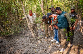 A group of rangers is following tiger pugmarks in the mangrove forest.