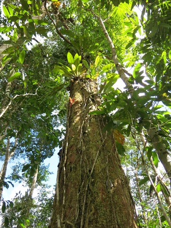 gizIMAGE-rainforest-tree-02