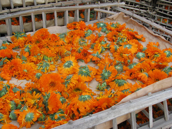 Sun drying calendula flower in pre-processing