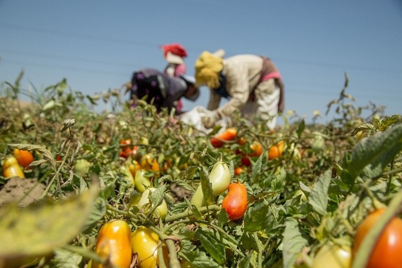 People harvesting tomatoes 