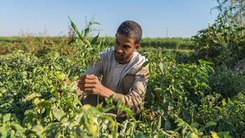 Application of good agricultural practices in tomato farming