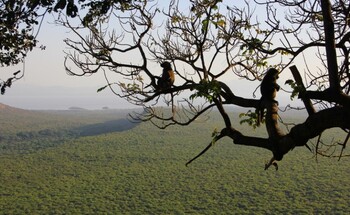 Two small monkeys perch on a tree branch, observing their surroundings.