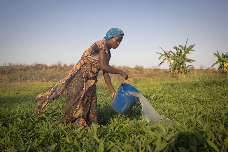 A woman tips a bucket of water onto a field.