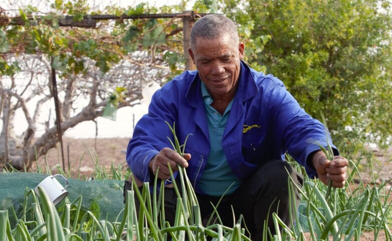 A farmer sits in a field and surveys the onion harvest