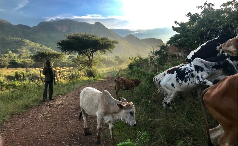 A herder grazes his cows against the backdrop of Mount Moroto