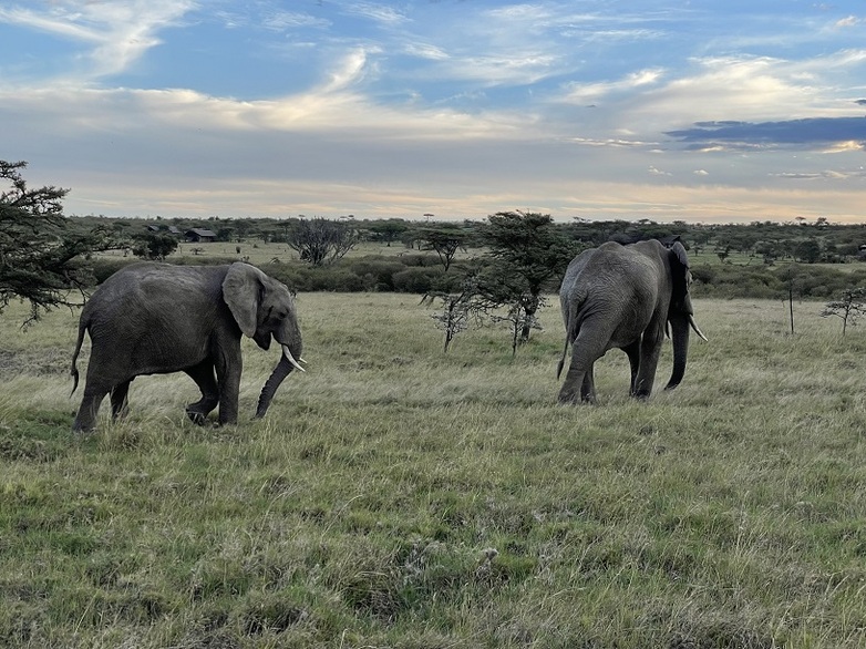 Elephants in the Mara © GIZ Huber