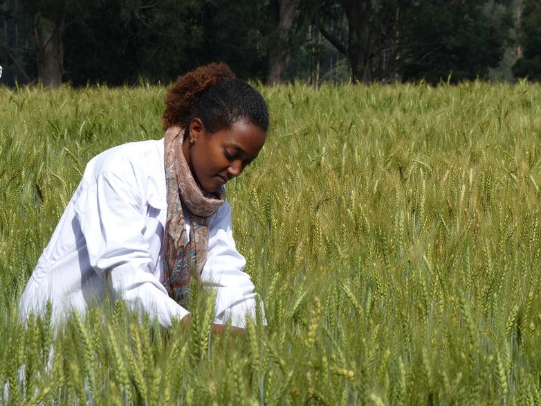 A female barley breeder in Ethiopian Institute of Agricultural Research (EIAR) inspecting barley varieties. Copyright GIZ/Mulugeta Gebrekidan/2020