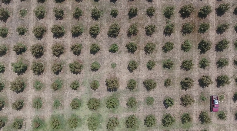 Vista aérea de un campo en el que se cultivan aguacates, © GIZ México/Daniel de la Torre