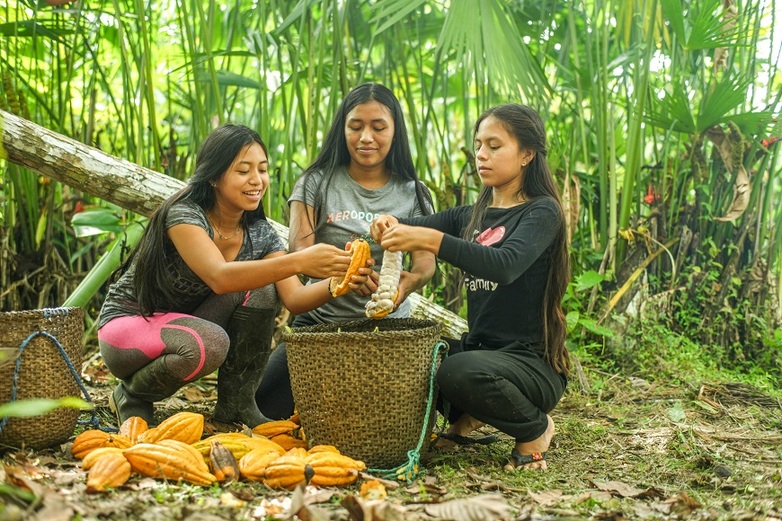Young women collecting cocoa fruit. Copyright: Gabriel Vanerio, WWF