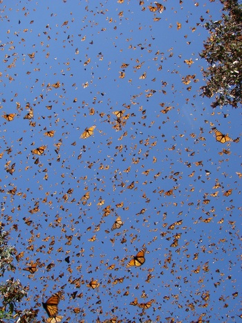 Large kaleidoscope of monarch butterflies, © Carlos Galindo Leal/CONABIO