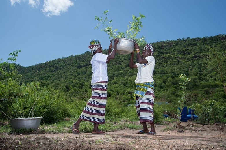 Two people carrying baobab seedlings for domestic gardens in Benin