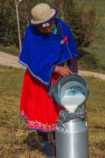 A woman in traditional clothing pouring fresh milk into a milk churn. Photo: Andrés Verdezoto