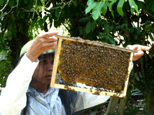 Auch Einkommen generierende und der Bestäubung von Pflanzen dienende Aktivitäten wie Bienenzucht gehören zum Anpassungskonzept Foto:GIZ