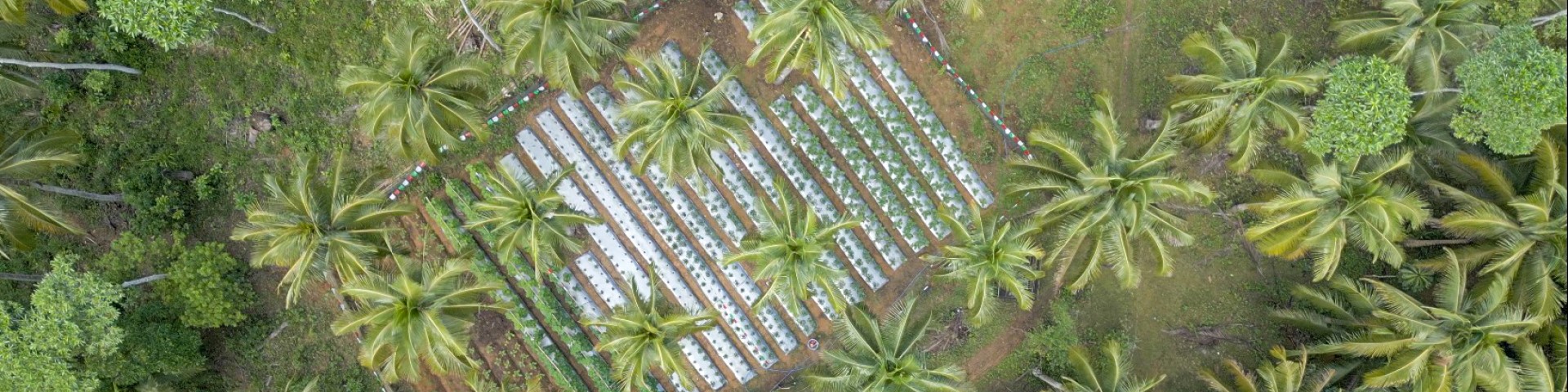 Aerial view of a mixed agricultural farm with rows of vegetable patches and coconut palm trees, demonstrating efficient land use and environmentally sustainable farming in a tropical setting. 