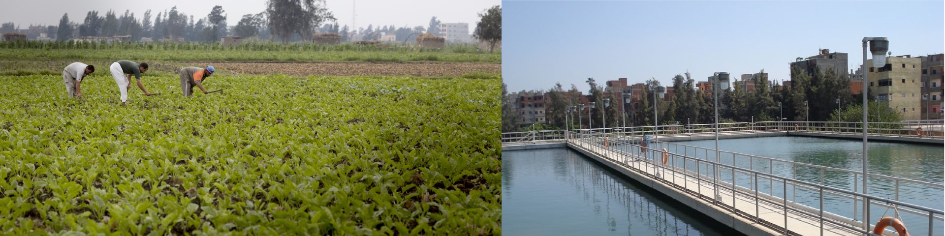 A collage of two photos showing a sewage treatment plant and workers on an agricultural field.