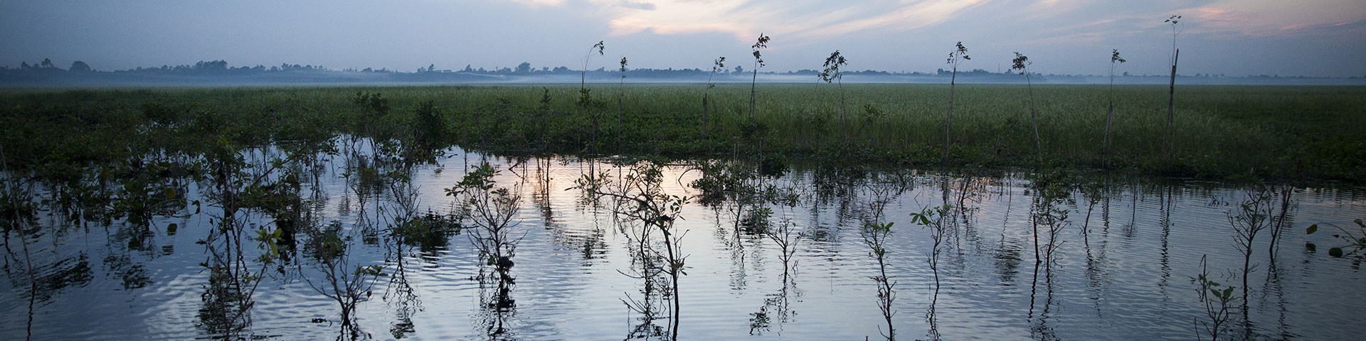 A serene marshland with lush, towering grass and calm water reflecting the beauty of nature.
