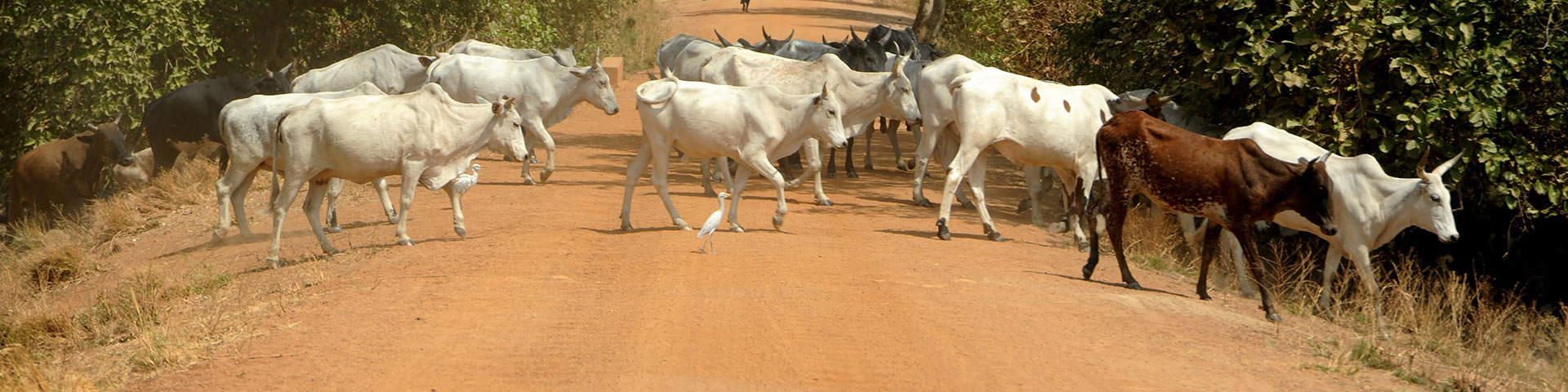 A herd of cows crosses a dirt country road.