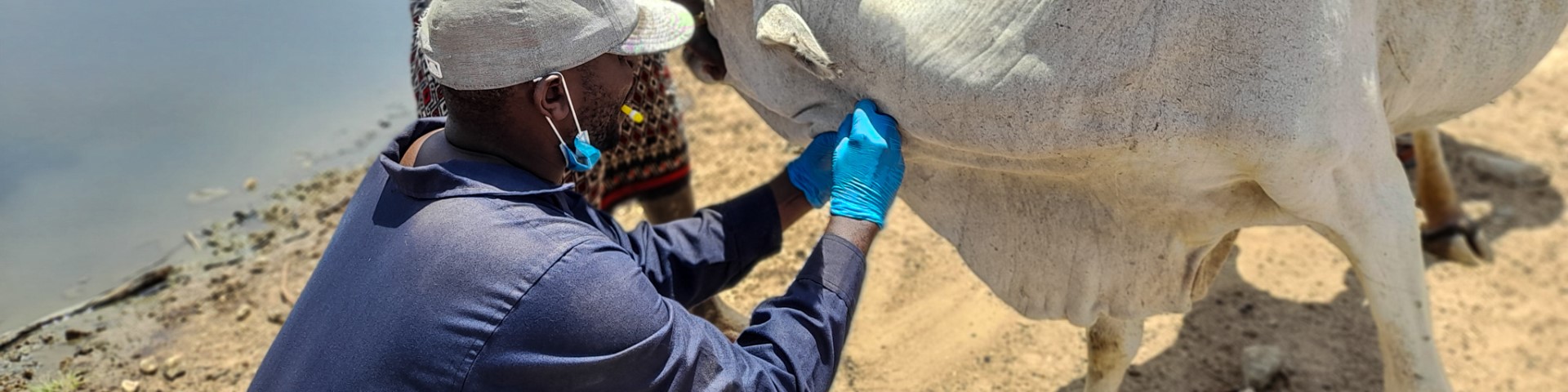 A man takes a blood sample from a cow.