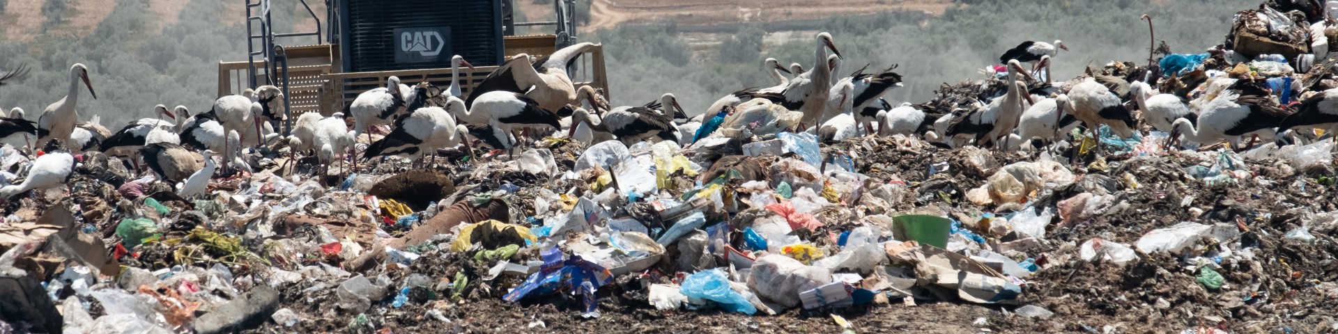 Birds search for food scraps on a landfill. An excavator stands in the background.