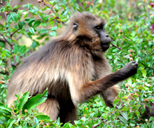 Ethiopia. The gelada baboon is endemic to Ethiopia. © GIZ