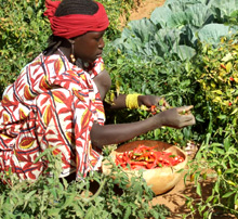Niger. Woman harvesting chillies in Tillabéri. © GIZ (Image: ProSAR)