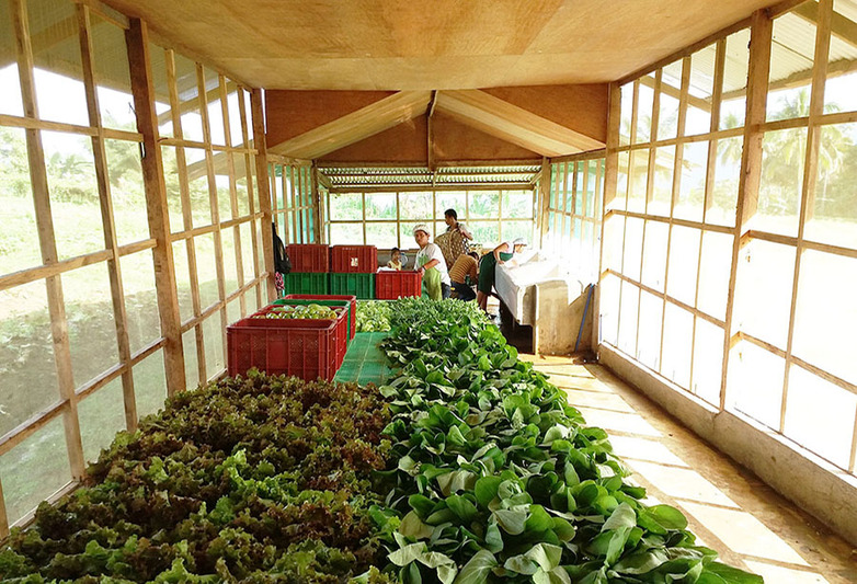 Organically produced vegetables being packed in Davao, Philippines. Photo: GIZ