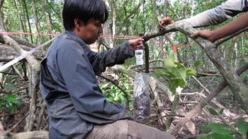 Forest biomass inventory in Banyuasin mangrove forest, South Sumatra. © GIZ/Hendi Sumatri