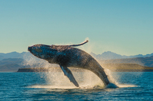 Humpback whale in the Gulf of California  Photo: GIZ / Richard Jackson