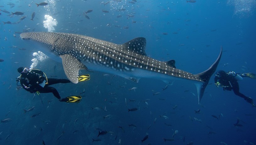 A person swimming with a whale shark.