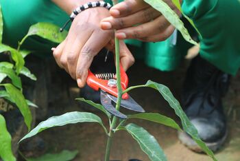 Training zur Veredelung von Mangopflanzen