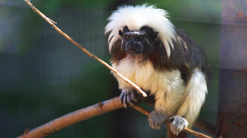 Colombia. El mono tití está en peligro de extinción en Colombia. Es el emblema del proyecto PROMAC © GIZ