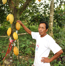 ec-mann-neben-kakaobaum