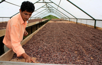 Ecuador. Quality control of cacoa beens © GIZ