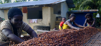 Ghana. Women sorting cocoa beans on a drying table. © GIZ